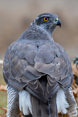 Adult Northern Goshawk close-up. Accipiter gentilis. Spain