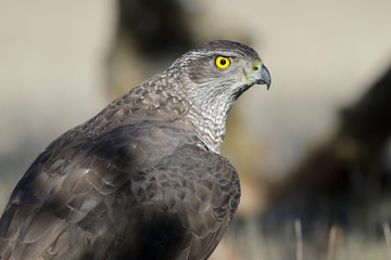 Adult Northern Goshawk close-up. Accipiter gentilis. Spain