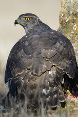 Adult Northern Goshawk close-up. Accipiter gentilis. Spain