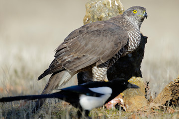 Adult Northern Goshawk. Accipiter gentilis. Spain
