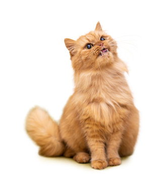 Red funny cat isolated on white background