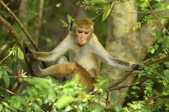Toque macaque (Macaca sinica), sitting in a tree, Yala National Park, Sri Lanka, Asia