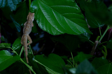 Animal Thailand Chameleon Sleeping on the mulberry tree at night.