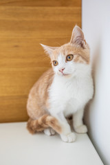 Fototapeta premium Mały zabawny kotek czerwony na białym tle