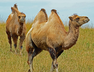 A pair of brown two humped Bactrian camel (Camelus bactrianus),  with short summer coat and black knees walking through tall, dry grass under a light blue sky, one chewing a wheat stalk.
