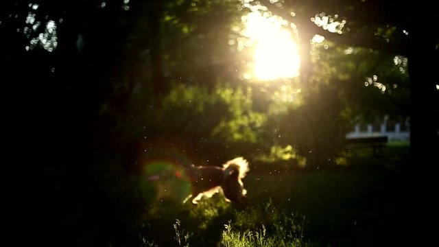 Summer, a dog playing frisbee on the lawn