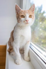 Red funny kitten sitting on the window sill