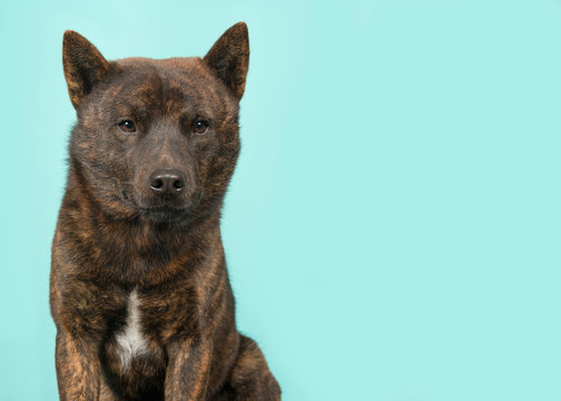 Portrait of a proud male Kai Ken dog the national japanese breed looking at the camera on a blue background