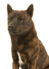 Portrait of a male Kai Ken dog the national japanese breed looking to the left seen from the side isolated on a white background