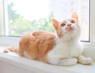  Red funny kitten sitting on the window sill