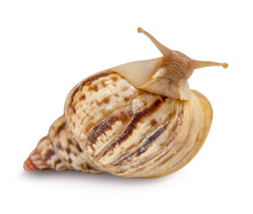 Snail isolated on white background