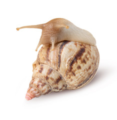 Snail isolated on white background