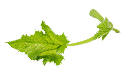 Green zucchini leaf isolated on white background
