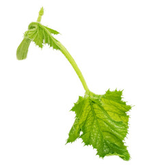 Green zucchini leaf isolated on white background