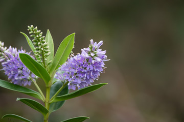 Hebe Flowers in Bloom in Winter