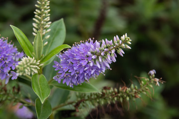 Hebe Flowers in Bloom in Winter