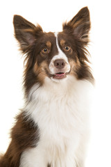 Portrait of miniature american shepherd dog looking up with mouth open isolated on a white background