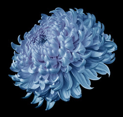 blue flower chrysanthemum isolated on black background. For design. Clearer focus. Closeup. Nature.