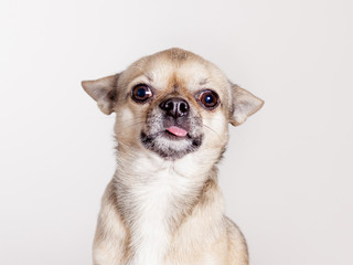 adorable chihuahua in studio sticking out tongue