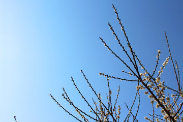 梅