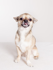 funny portrait of a chihuahua stick out its tongue sitting in studio 