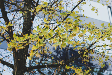 Ginko tree with green and yellow leaves in front of a city building with big windows. Autumn orange and yellow greenery photo