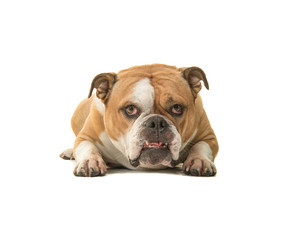 Cute english bulldog lying down seen from the front looking at the camera isolated on a white background