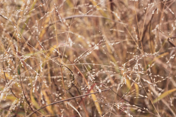 Close up background of warm autumn colors grass stems with seeds. Mess of long standing brown, orange and yellow culms. Windy stalks picture with focused twig and blurred back