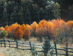 An autumn apple orchard with dramatic orange and red colored apple trees before leaf fall, dark forest on the hill in the background and an old wooden fencing in the foreground