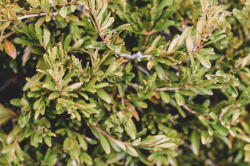Bright close up of curly oval light green and yellow leaves on dark background. Autumn sunny mess of fresh bush greenery closeup