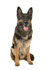 Sitting german shepherd dog looking up with mouth open isolated on a white background