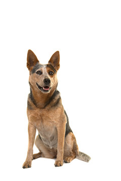 Sitting australian cattle dog with mouth open isolated on a white background