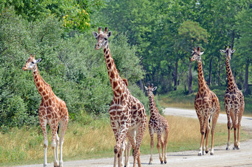 Naklejka na ściany i meble Family of adult and young giraffes with big black eyes, white ears, long brown and black nobs on head, starburst black and chestnut spots, and shiny hoofs walking casually down a forest lined road.
