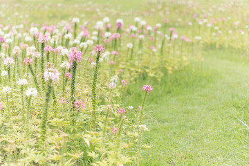 A beautiful field of flowers in the morning fog