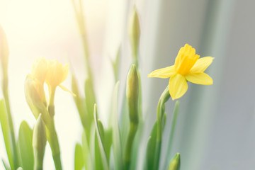 Daffodils in the sunlight. Soft focus