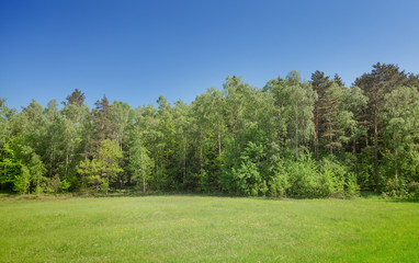 Fototapeta na wymiar Forest and green meadow during sunny day