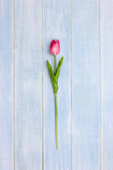 Pink tulip flowers on blue wooden table. Top view. Flat lay. Minimal style.