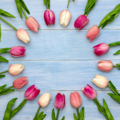 Pink tulip flowers on blue wooden table. Top view with copy space. Flat lay.