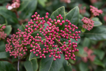 Laurustinus Viburnum Flower Buds in Winter