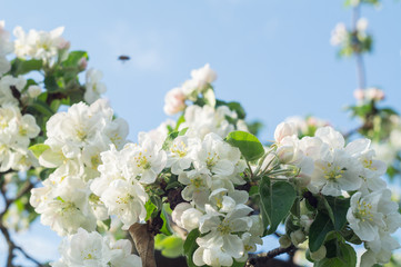 Flowering apple tree branch in bright sunlight