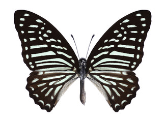 Fototapeta premium Butterfly Graphium macareus (male) on a white background