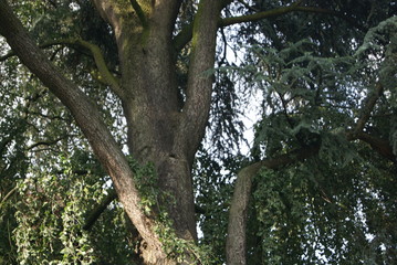 grand arbre