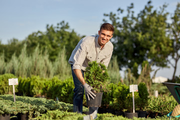 Fototapeta premium Guy gardener puts the seedlings in pots in a cart on the garden path in the wonderful nursery-garden on a sunny day