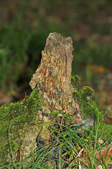 Baumstumpf