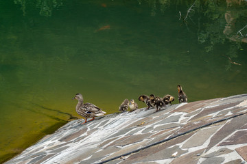 Family of ducks near artificial lake