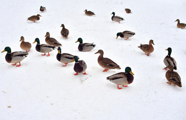 Ducks on snow.