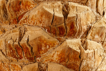 Palm tree bark texture for background