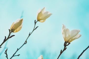 Blooming white magnolia tree in the spring on sky background. Selective focus. Toned