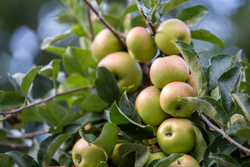 Close-up bunch of beautiful green apples with drops of dew hanging ripening on apple tree branch with green leaves lit by bright summer sun on blurred bokeh blue background. Agriculture concept.