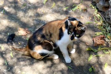 Calico cat sitting in a park among dry leaves and flowers. Selective focus.